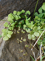 maidenhair-fern3